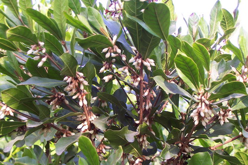 Synsepalum dulcificum